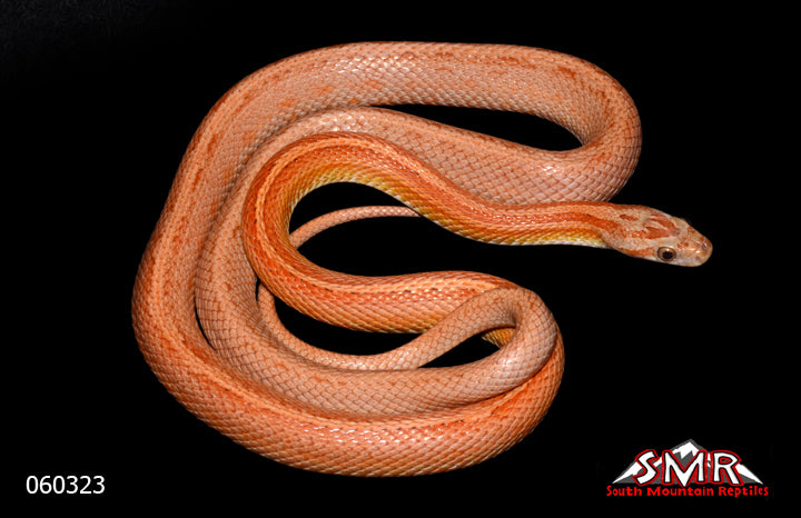 Terrazzo 30" Female for sale by South Mountain Reptiles