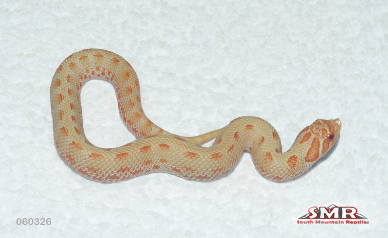 Albino Anaconda Hognose 7" female for sale by South Mountain Reptiles