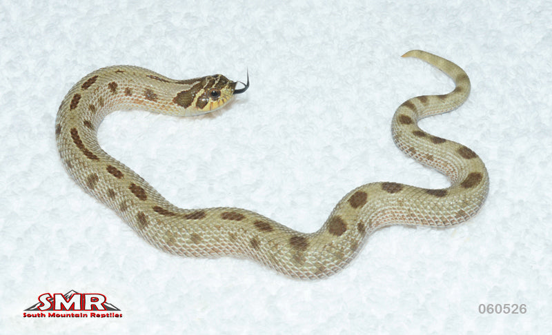Anaconda Western Hognose 10" male for sale by South Mountain Reptiles