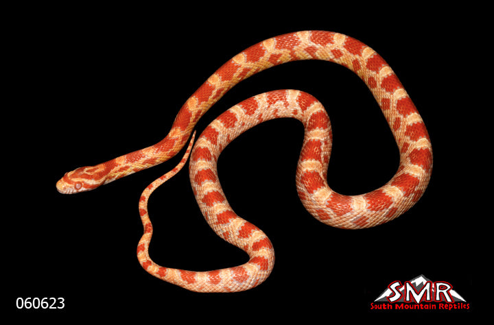 Amel 22" Male for sale by South Mountain Reptiles