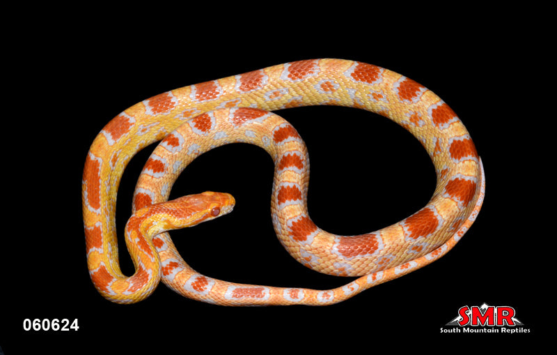 Reverse Okeetee 26" Female for sale by South Mountain Reptiles