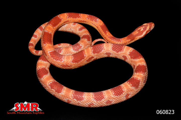 Amel 20" Male for sale by South Mountain Reptiles