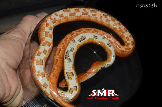 Possible-het Palmetto 41" Female for sale by South Mountain Reptiles