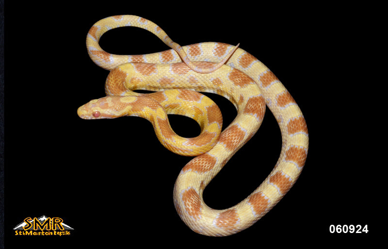 Butter Okeetee 23" Male for sale by South Mountain Reptiles