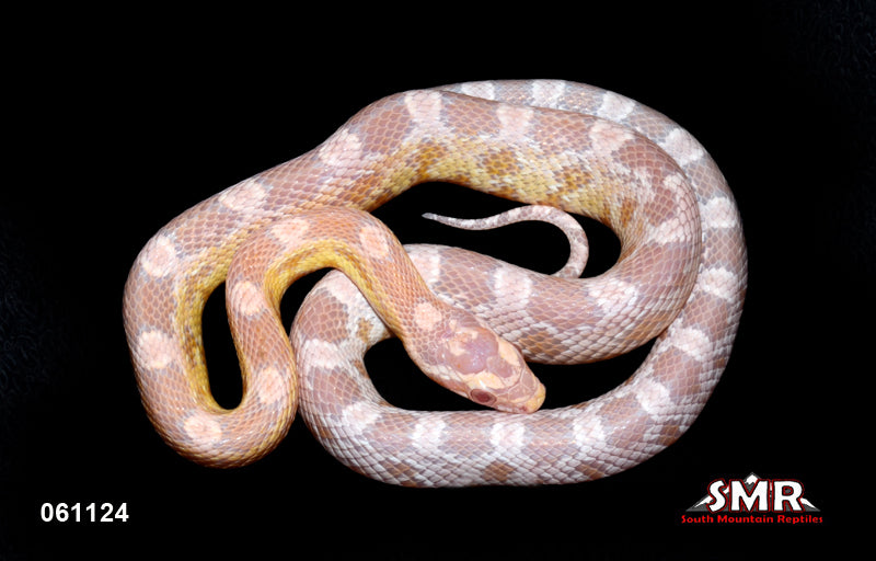 Coral Snow 17" Male for sale by South Mountain Reptiles