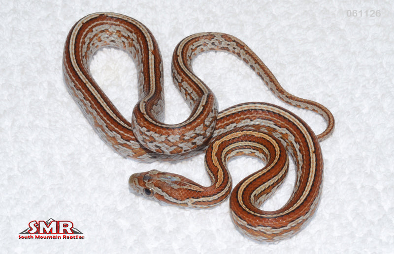 Tessera 19" female for sale by South Mountain Reptiles