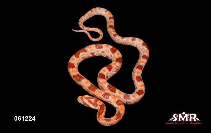 Red Factor Reverse Okeetee 16" Male for sale by South Mountain Reptiles