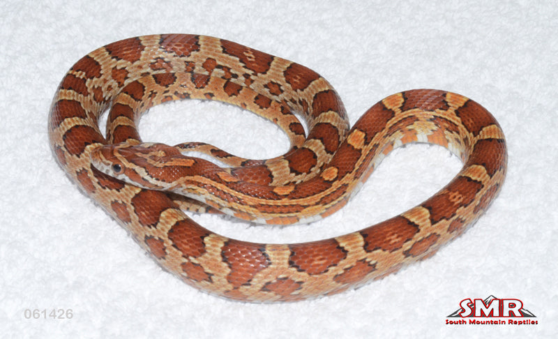 Het Microscale Corn 25" female for sale by South Mountain Reptiles