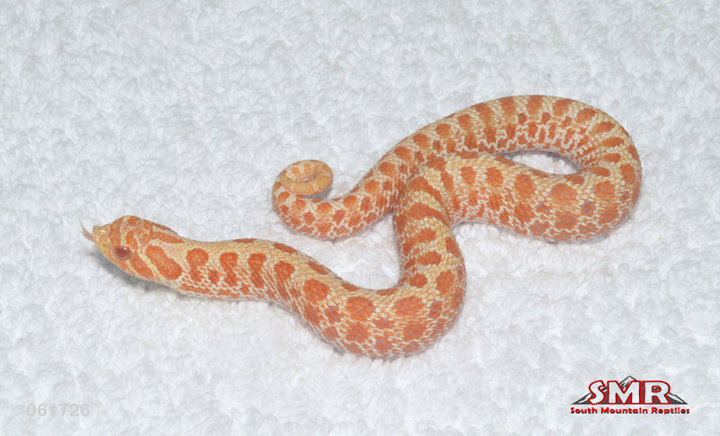 Albino Western Hognose 8" female for sale by South Mountain Reptiles