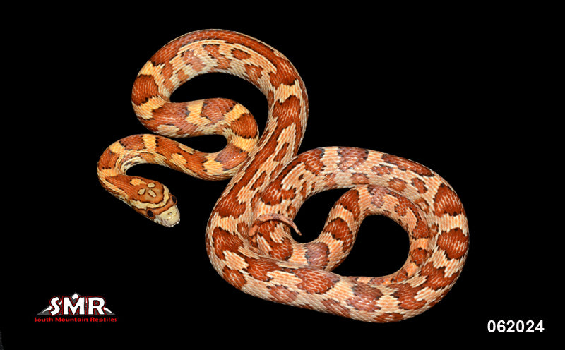 Weirdo 23" Female for sale by South Mountain Reptiles