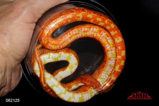 Red Factor Reverse Okeetee 30" Female for sale by South Mountain Reptiles