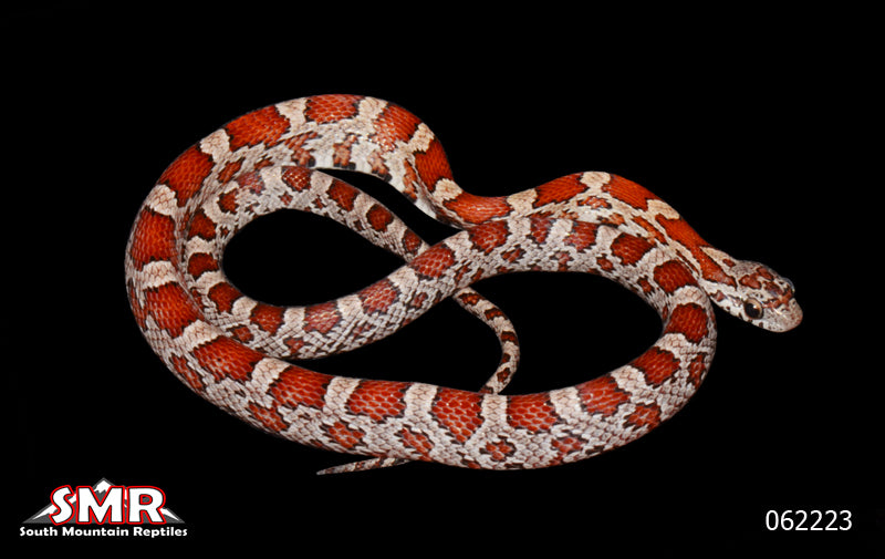 Miami 15" Male for sale by South Mountain Reptiles
