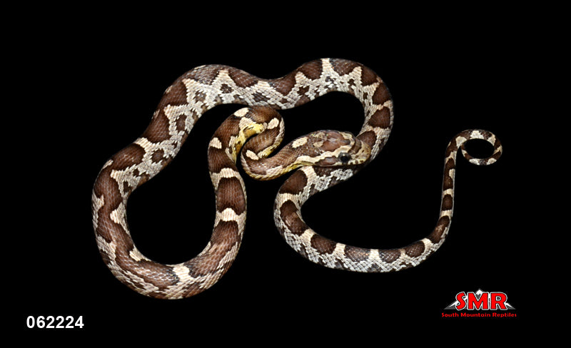 ZagTec Anery 17" Male for sale by South Mountain Reptiles