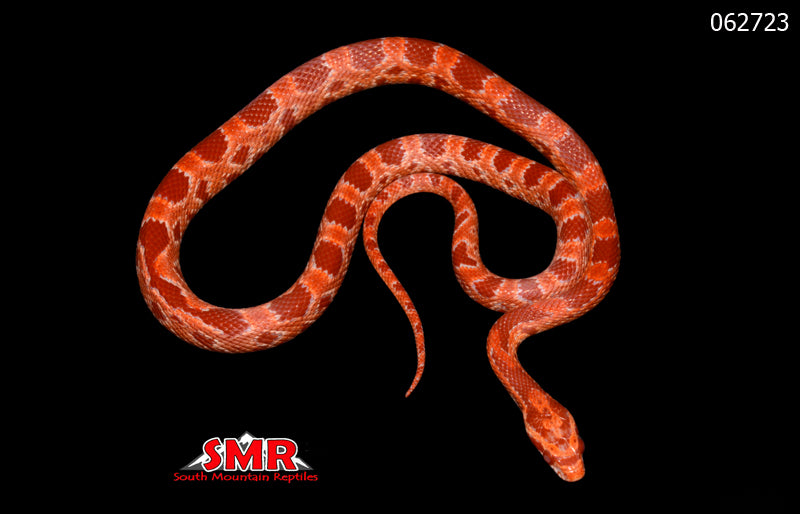 Sunrise Amel 18" Male Corn Snake for sale by South Mountain Reptiles