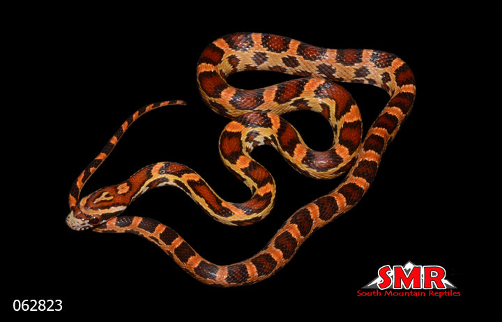 Ultramel Extreme Okeetee 20" Female Corn Snake for sale by South Mountain Reptiles