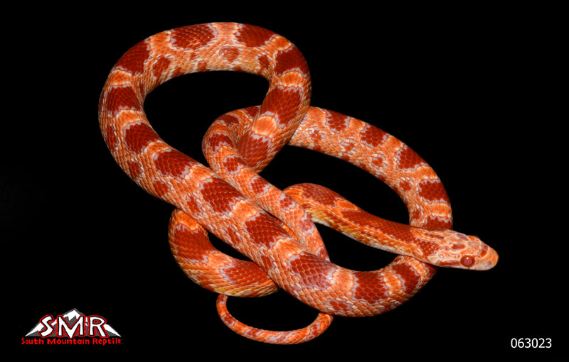 Red Factor Masque Amel 29" Male for sale by South Mountain Reptiles