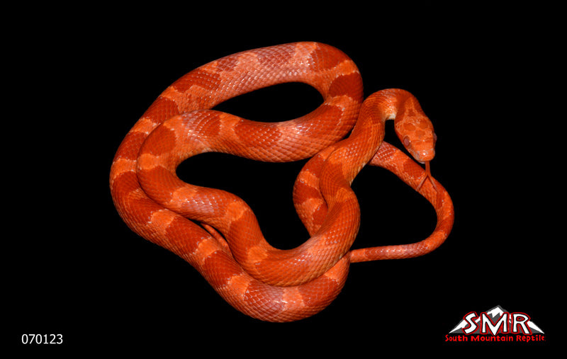 Fire (Amel Bloodred) 25" Male for sale by South Mountain Reptiles