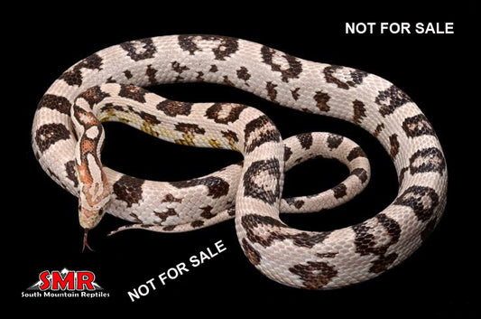 Anery cornsnake 18" Female for sale by South Mountain Reptiles