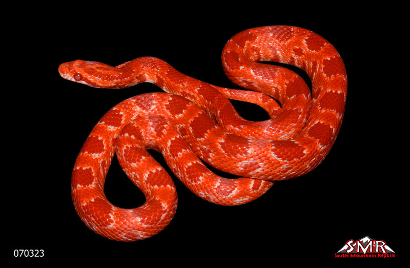 Red Factor Sunrise Amel 25" Female for sale by South Mountain Reptiles