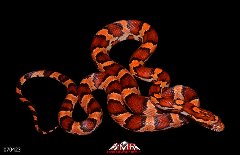Banded Red Extreme Okeetee 23" Female for sale by South Mountain Reptiles