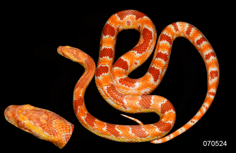 Extreme Reverse Okeetee 30" Female for sale by South Mountain Reptiles