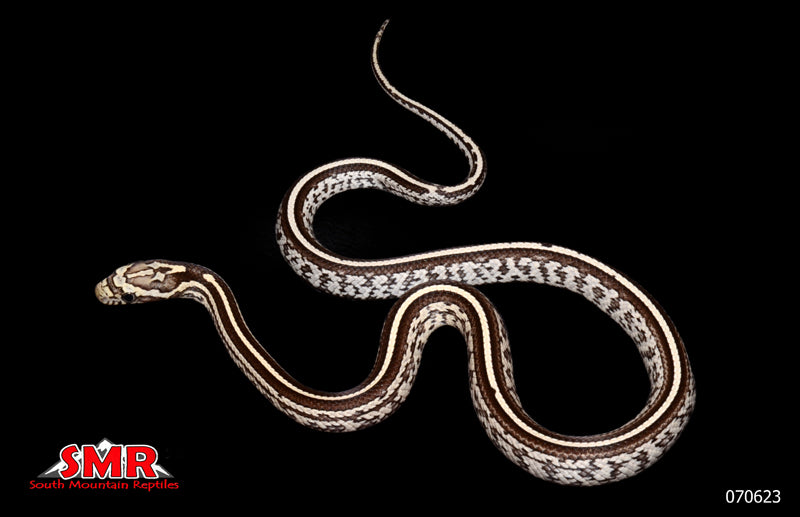 Weirdo Anery Tessera 14" Male for sale by South Mountain Reptiles