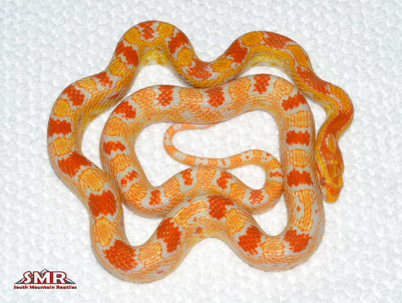 Buf Reverse Okeetee - female