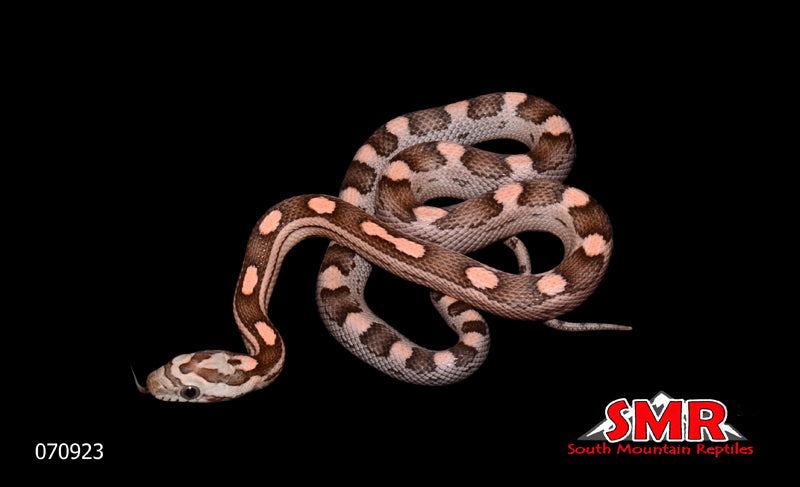 Dilute Blue Anery Salmon Motley 13" Male for sale by South Mountain Reptiles