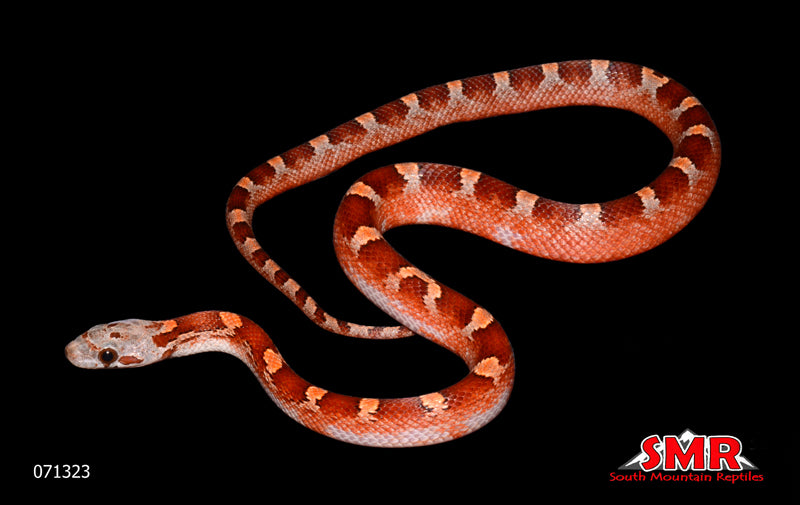 Pied-sided Bloodred 12" Male for sale by South Mountain Reptiles