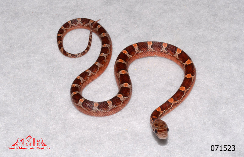 Pied-sided Bloodred 12" Female for sale by South Mountain Reptiles