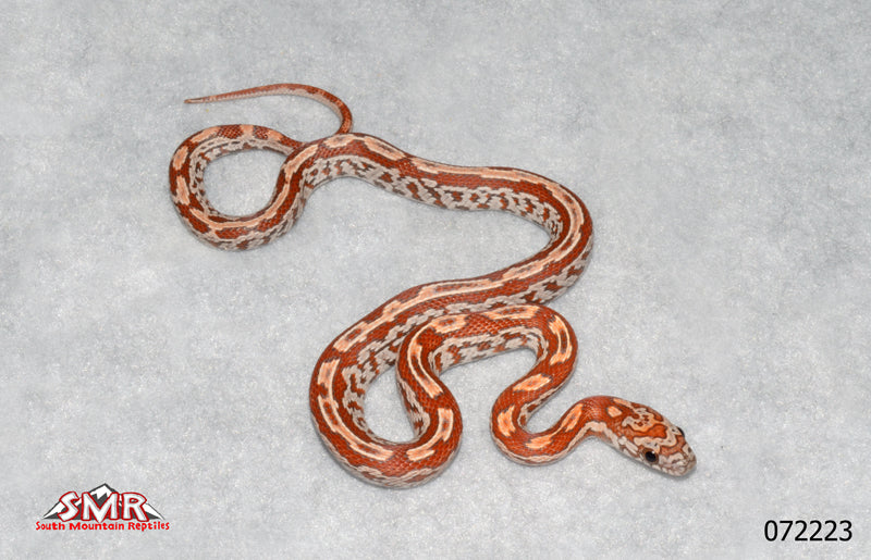 Sunkissed Tessera 12" Female for sale by South Mountain Reptiles