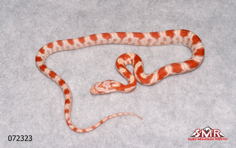 Sunkissed Amel 12" Male for sale by South Mountain Reptiles