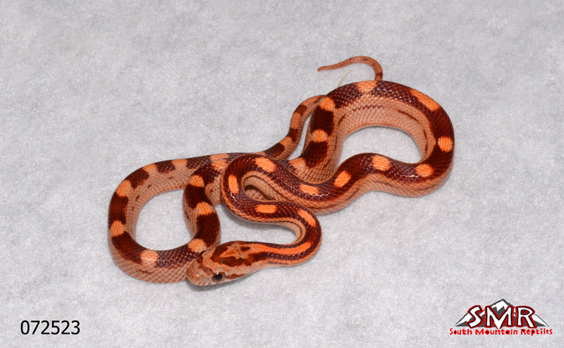 Red Factor Motley 12" Male for sale by South Mountain Reptiles