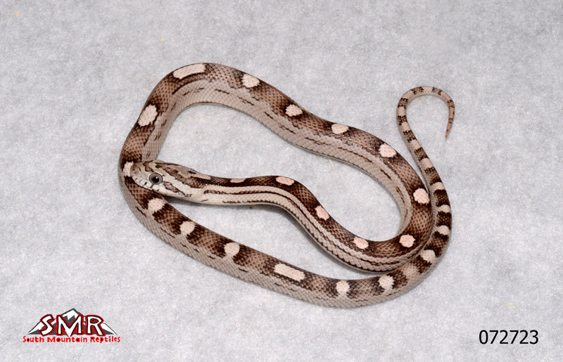 Hurricane Anery Motley 13" Male for sale by South Mountain Reptiles