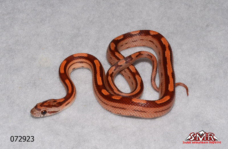 Red Factor Motley 12" Male Corn Snake for sale by South Mountain Reptiles