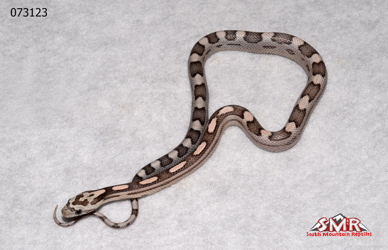 Dilute Coral Motley 12" Female Corn Snake for sale by South Mountain Reptiles