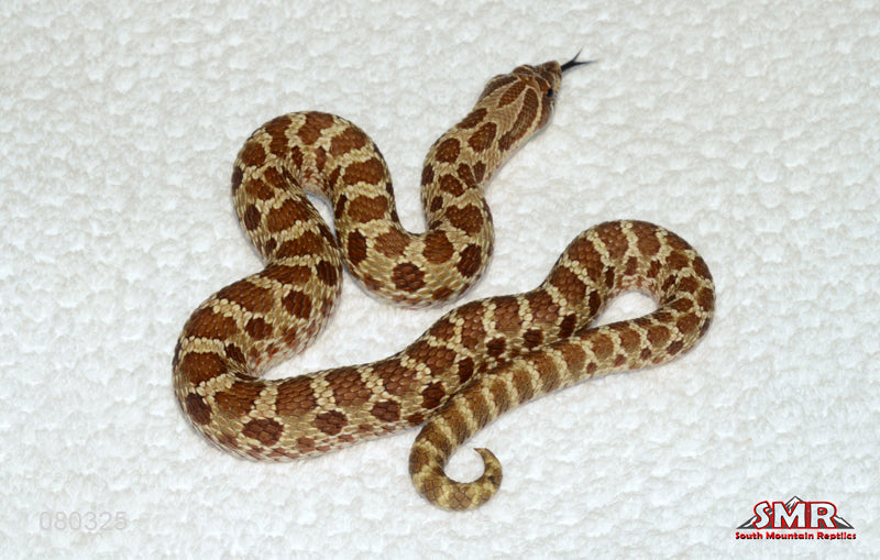 Western Hognose 16" Male for sale by South Mountain Reptiles