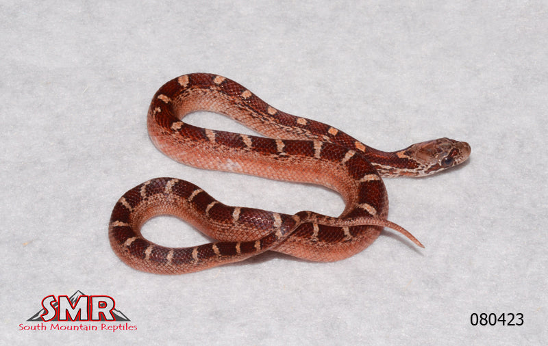 Pied-sided Bloodred 11" Female for sale by South Mountain Reptiles