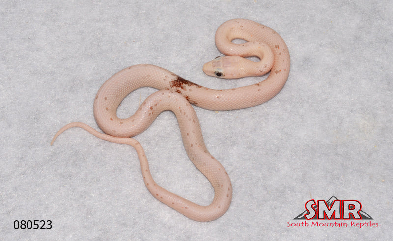 Palmetto 12" Male for sale by South Mountain Reptiles