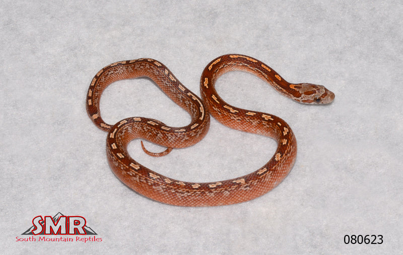 Pied-sided Bloodred Tessera 18" Female for sale by South Mountain Reptiles