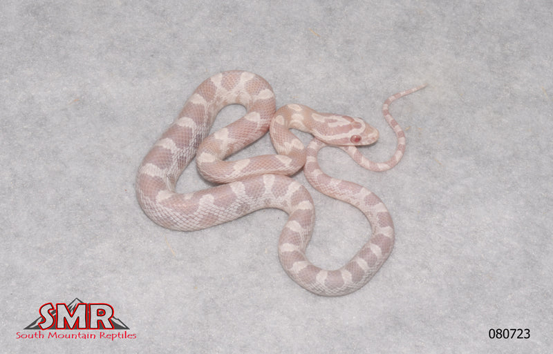 Snow 12" Male for sale by South Mountain Reptiles