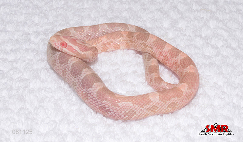 Coral Snow 12" Male for sale by South Mountain Reptiles