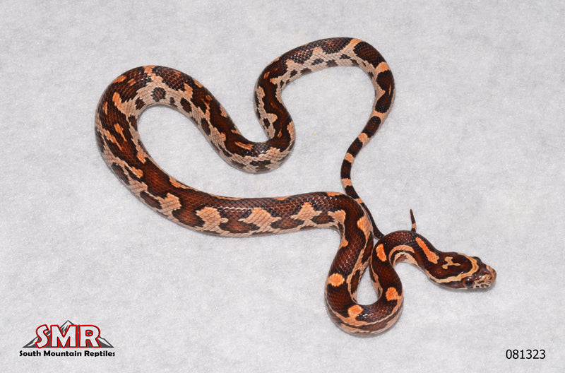 Aberrant Okeetee 13" Female for sale by South Mountain Reptiles
