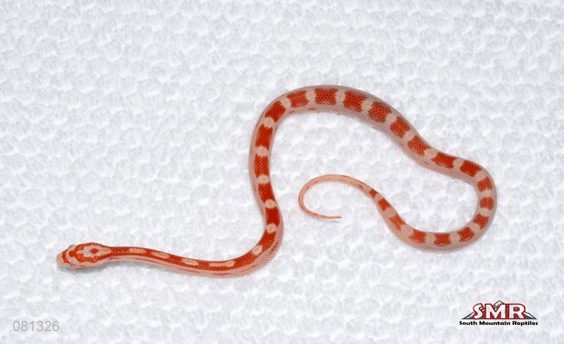 Weirdo Amel Motley male for sale by South Mountain Reptiles