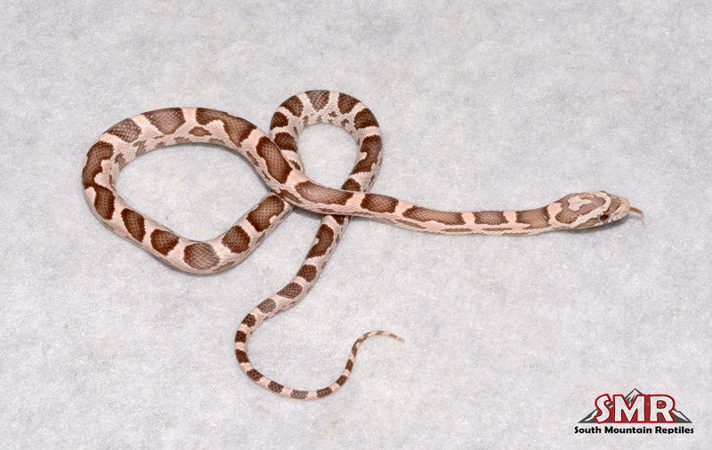 Heliconia 12" Male for sale by South Mountain Reptiles