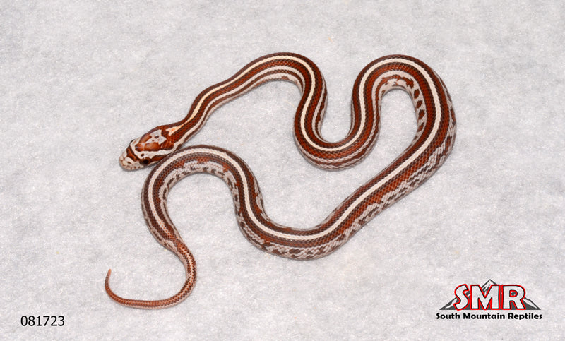 Tessera 11" Female for sale by South Mountain Reptiles