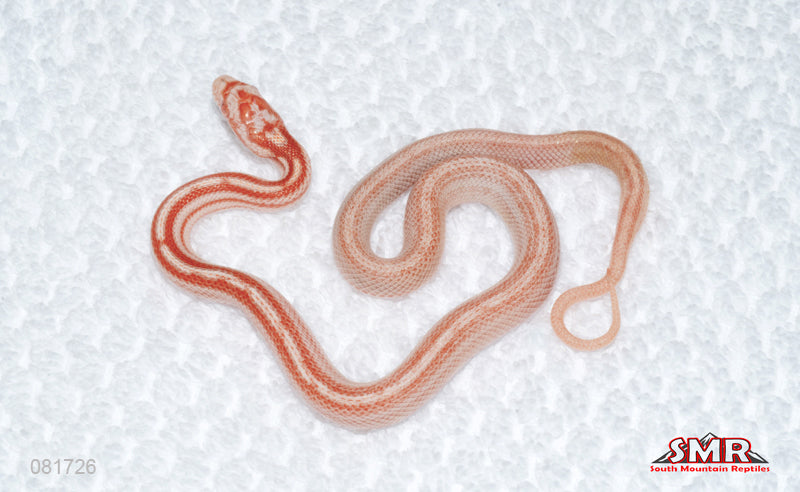 Weirdo Tessera Amel Motley female for sale by South Mountain Reptiles
