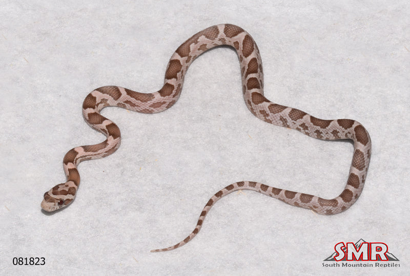 Heliconia 11" Female for sale by South Mountain Reptiles