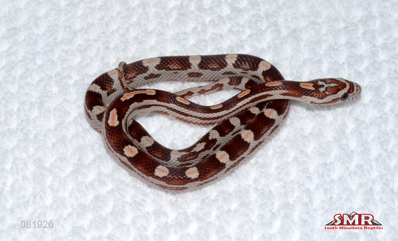 Weirdo Miami Motley female for sale by South Mountain Reptiles