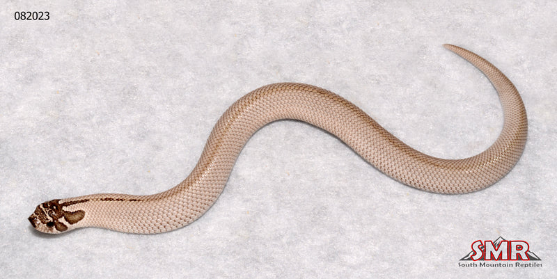 Super Anaconda Hognose 7" Female for sale by South Mountain Reptiles